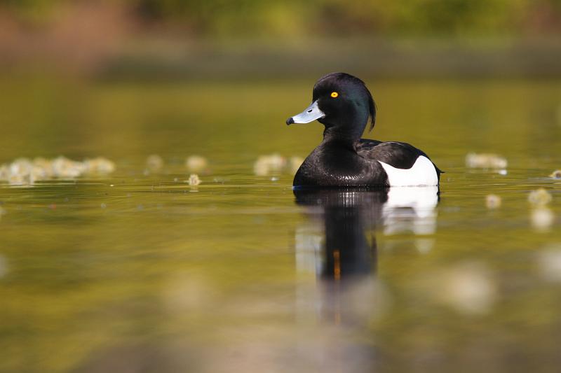 Tufted Duck